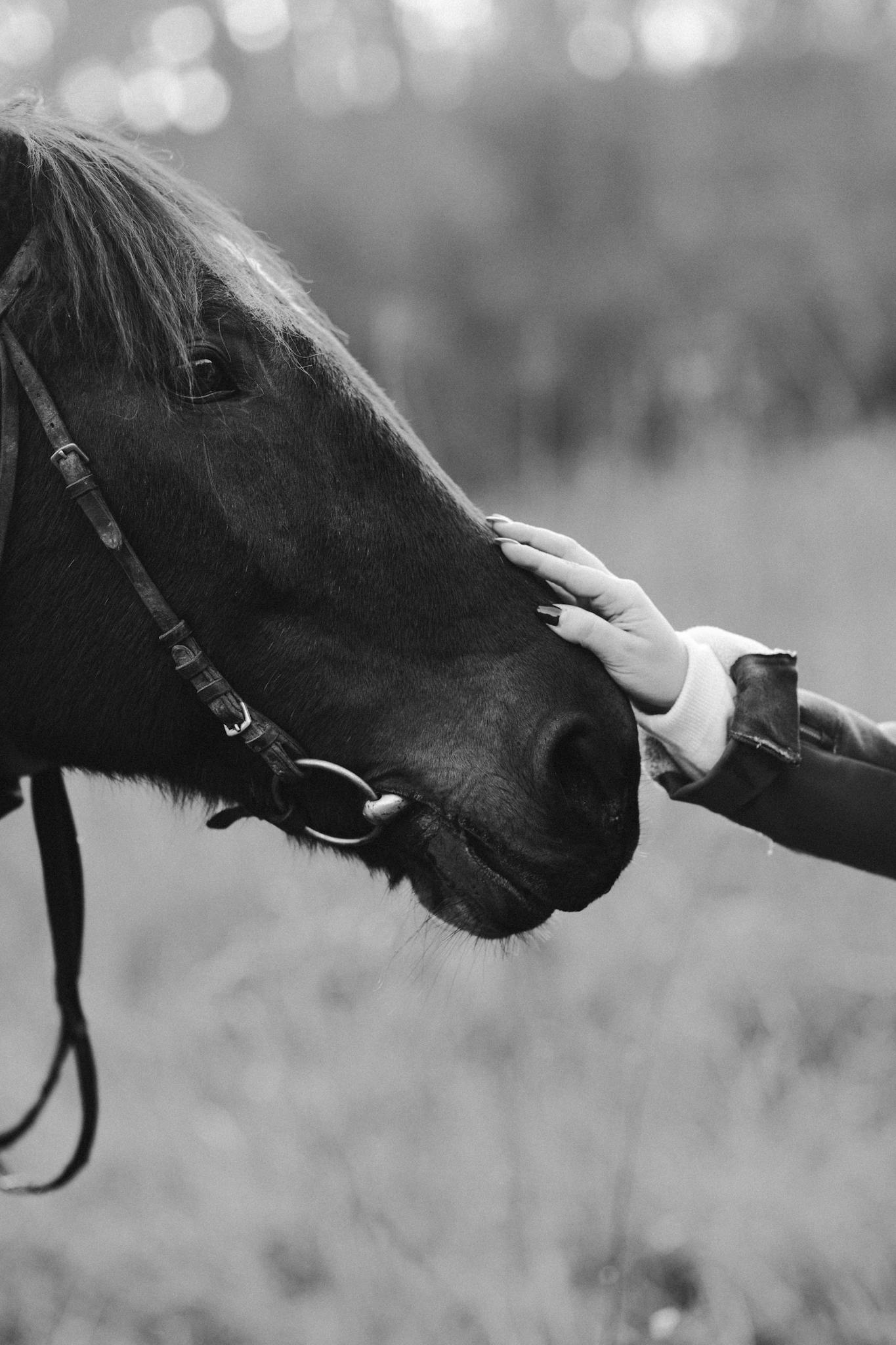 A close-up of a person touching a horse's face in a serene outdoor setting.