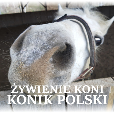 ŻYWIENIE KONIA ZE WZGLĘDU NA RASĘ – KONIK POLSKI