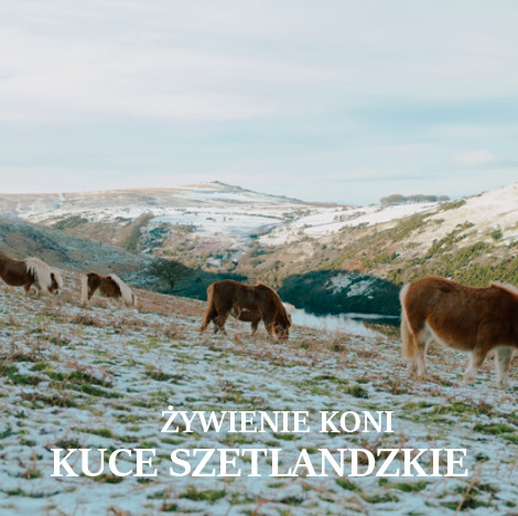 ŻYWIENIE KONIA ZE WZGLĘDU NA RASĘ – KUCE SZETLANDZKIE