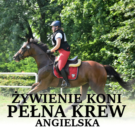 ŻYWIENIE KONIA ZE WZGLĘDU NA RASĘ – PEŁNA KREW ANGIELSKA CZYLI FOLBLUT