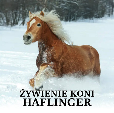 ŻYWIENIE KONIA ZE WZGLĘDU NA RASĘ – HAFLINGER