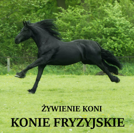 ŻYWIENIE KONIA ZE WZGLĘDU NA RASĘ – KONIE FRYZYJSKIE