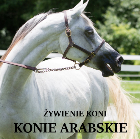 ŻYWIENIE KONIA ZE WZGLĘDU NA RASĘ – KONIE CZYSTEJ KRWI ARABSKIEJ