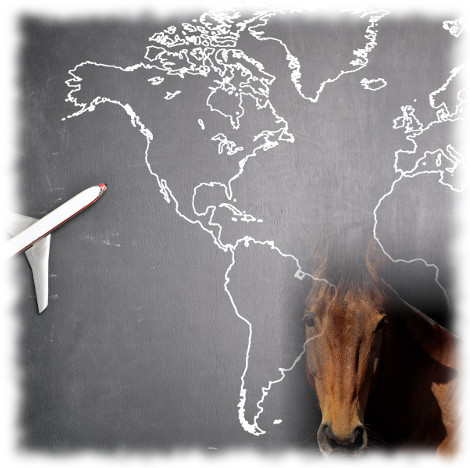 ŻYWIENIE KONI W TRANSPORCIE