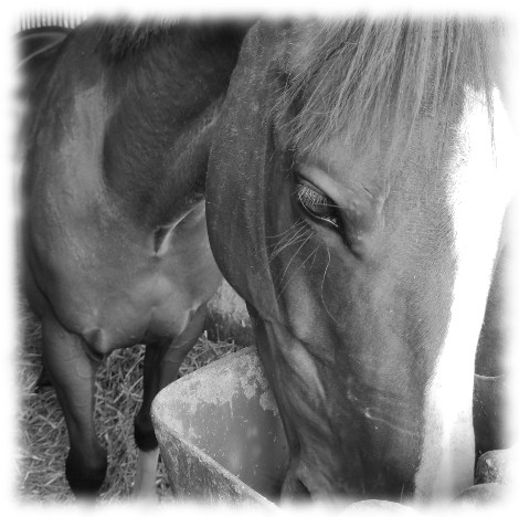 JAKA PASZA DLA KONIA?