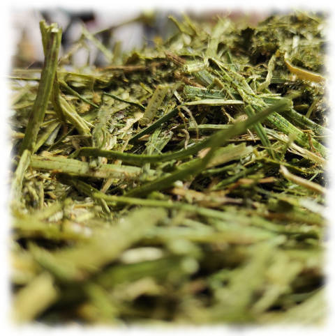 MAMY TO!!! DEHYDRATACJA SIECZKI Z LUCERNY.