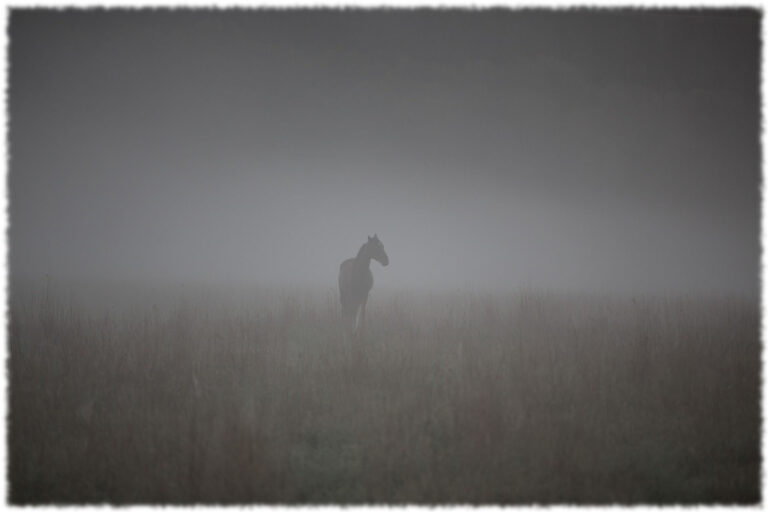 EOHIPPUS – ZACZĘŁO SIĘ OD LASU….