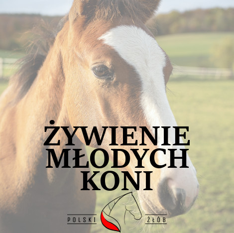 ŻYWIENIE MŁODYCH KONI – ŹREBAK